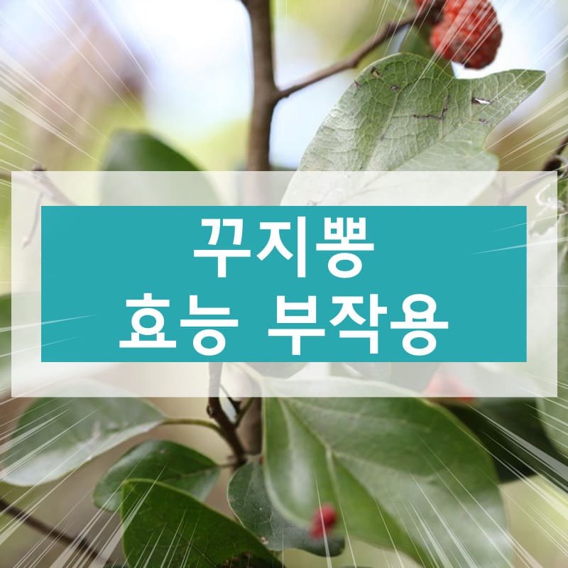 꾸지뽕 효능 부작용