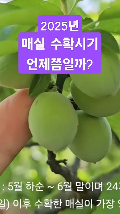매실 수확시기 중부지방 남부지방 광양 지역별 정리_5