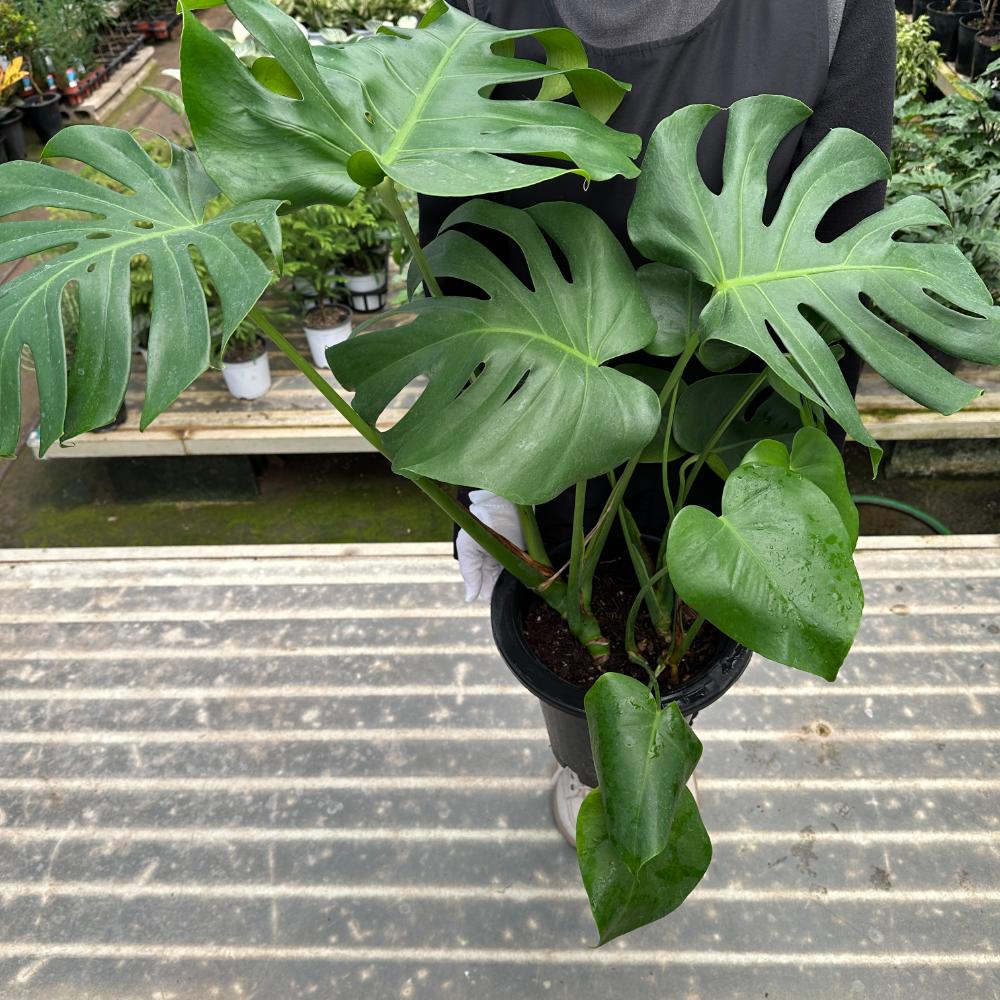 몬스테라 크게 키우는법 키우기 대품 잎이 누렇게 되었을때