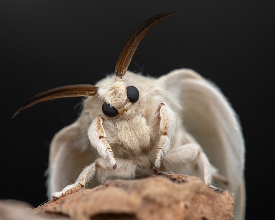 Silkworm