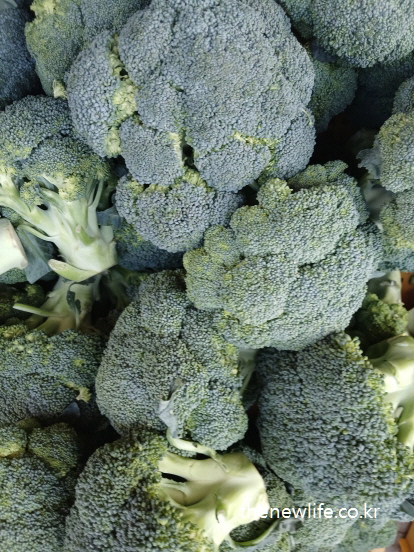 Fresh broccoli with tight green florets, helpful for reducing abdominal fat./ 복부비만을 줄이는데 도움이 되는 싱싱한 브로콜리 다발