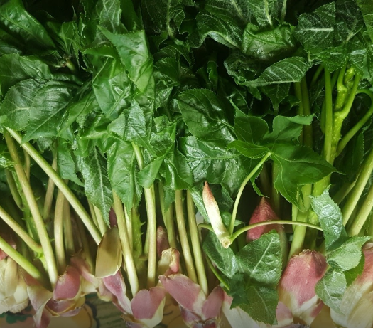 봄철나물-엄나무순