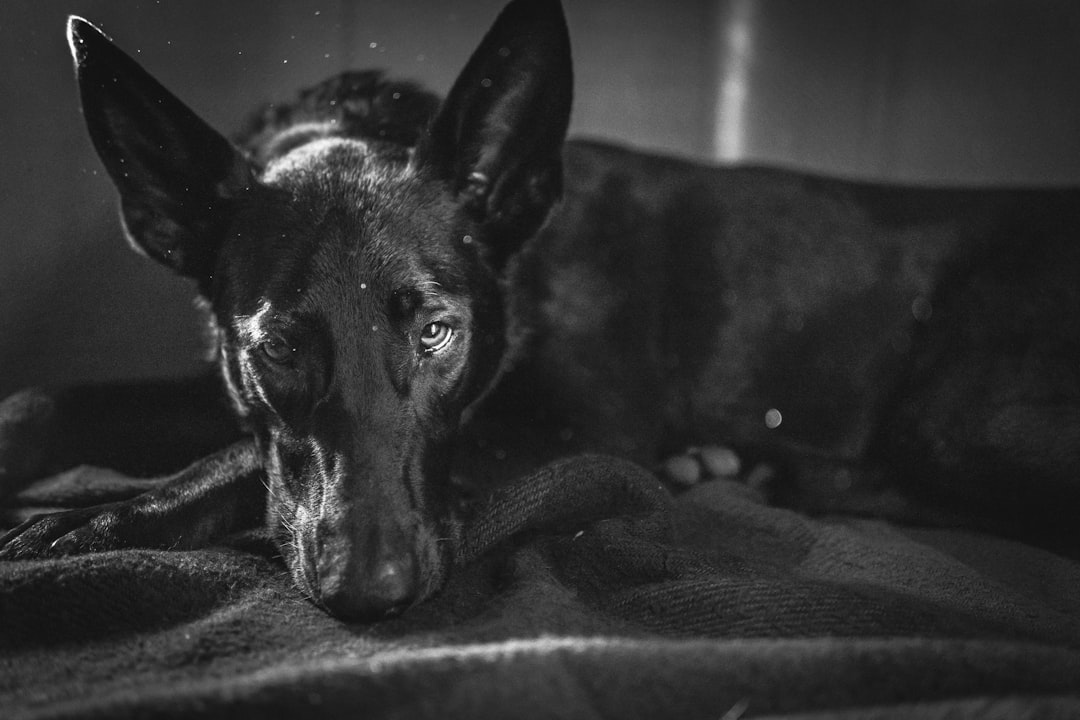 Companion