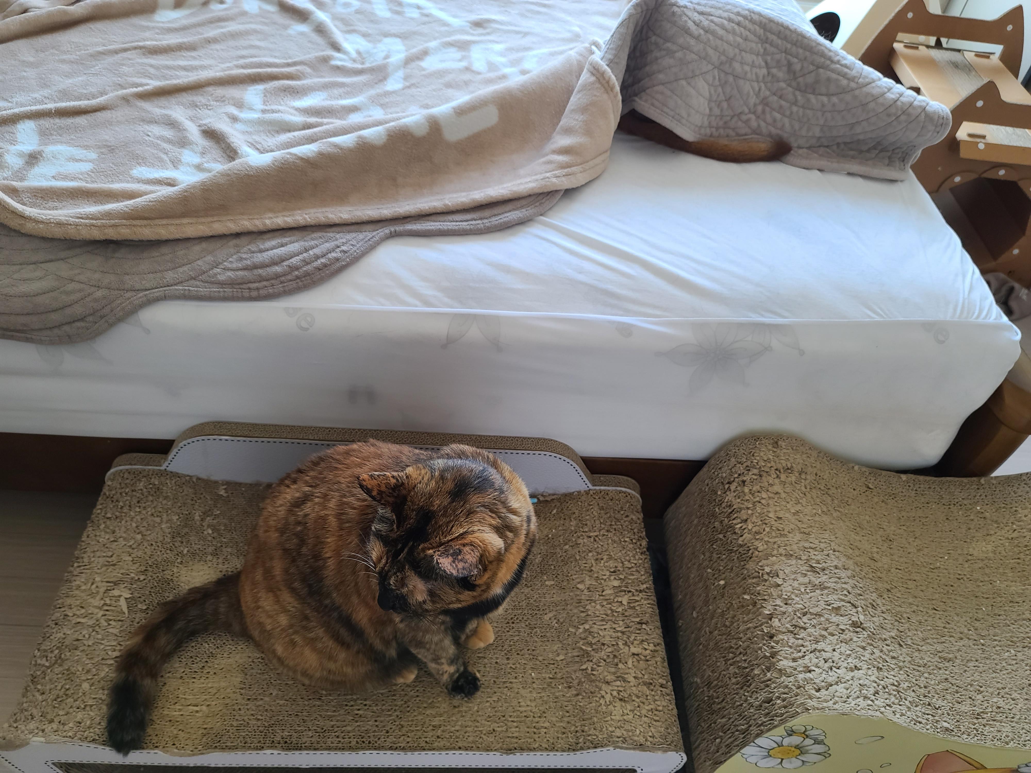 오랜만에 맑은 하늘이었던 날 아홉냥이네 고양이들.