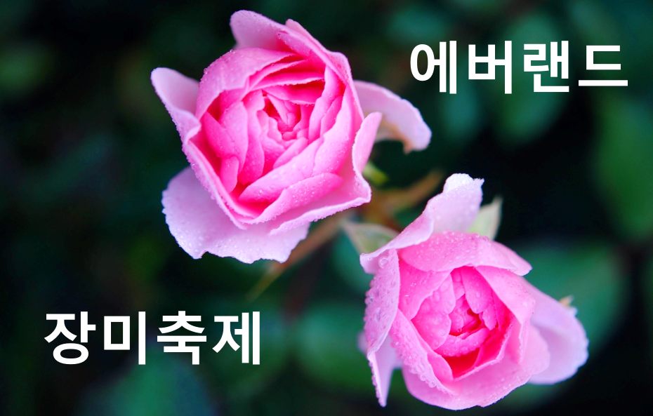 에버랜드 로로티 장미축제