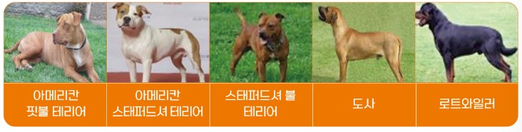 맹견사육허가제