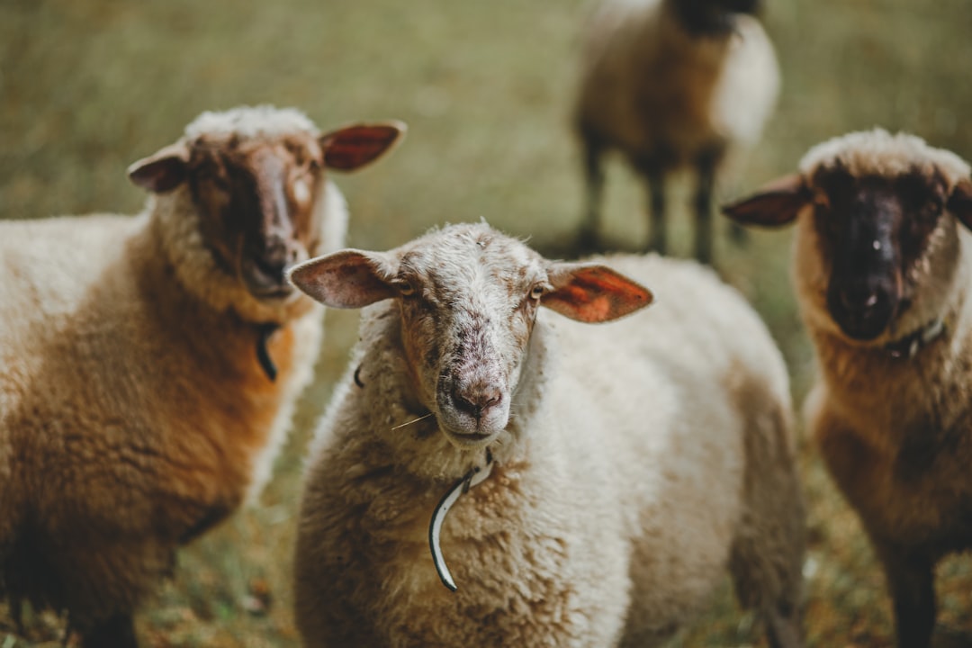 Livestock