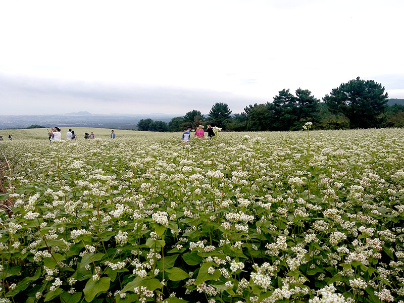 제주 오라동 메밀밭 메밀꽃 축제