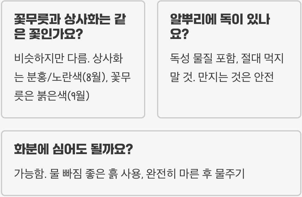 잎과 꽃이 평생 만날 수 없는 슬픈 꽃, 상사화 키우기 A to Z