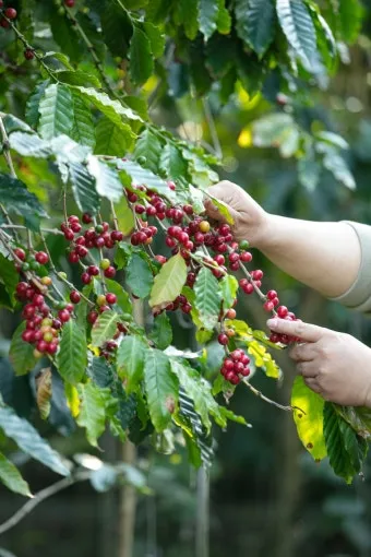 커피나무 재배 실내 재배 물 관리 가지 전정_33