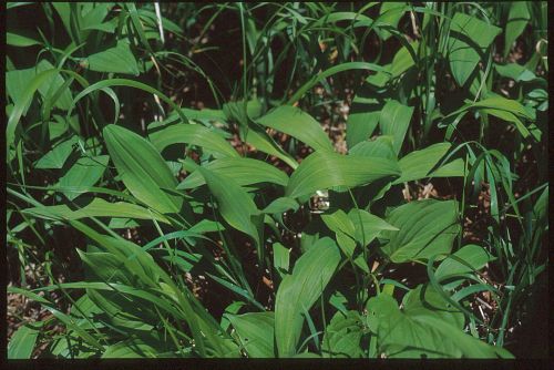 산마늘(명이나물)