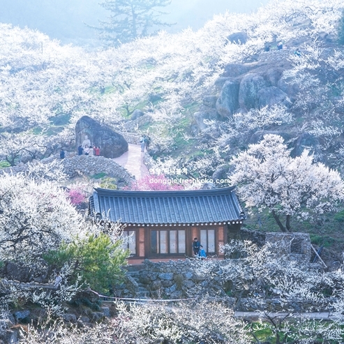 광양 매화축제기간