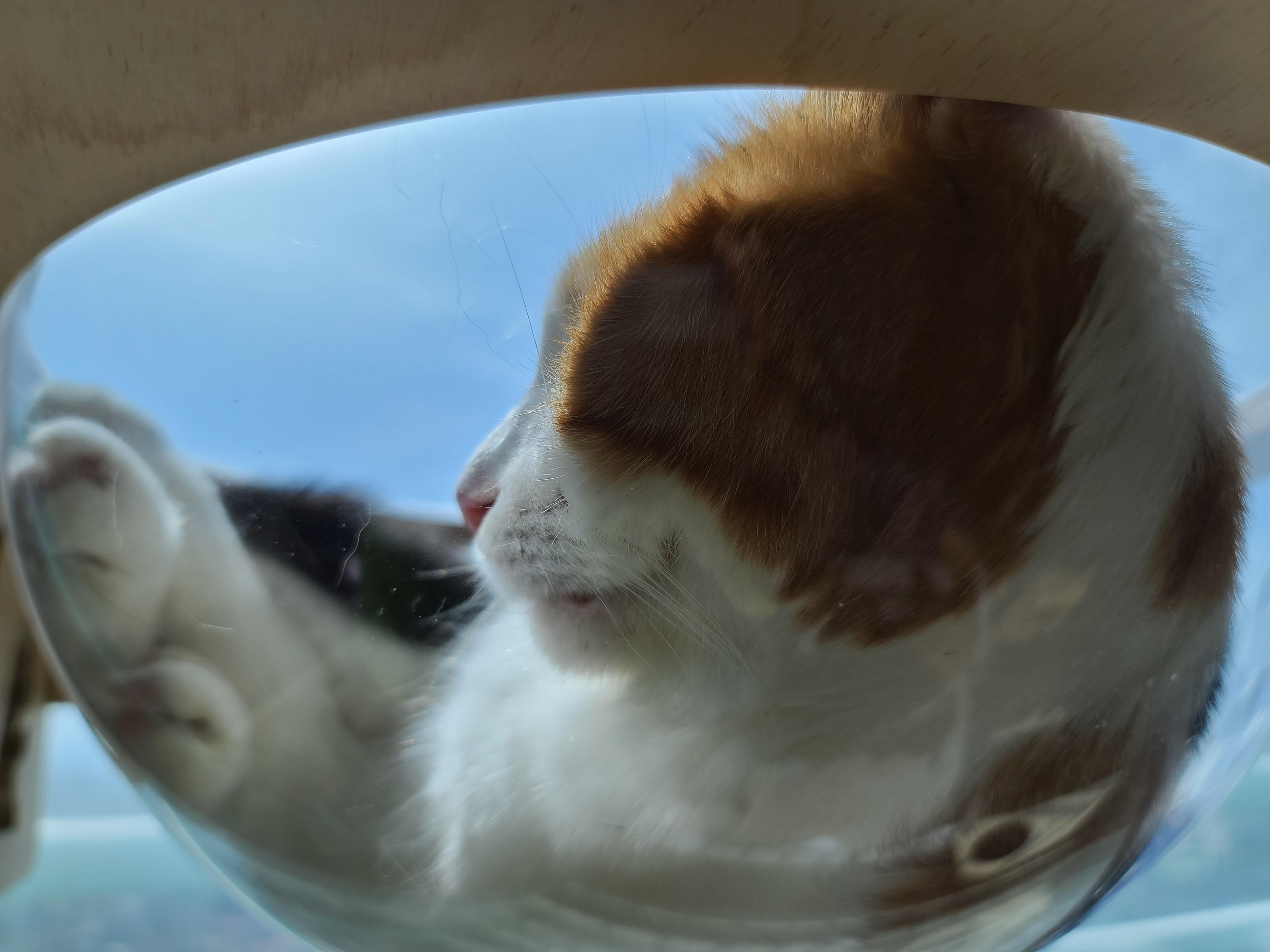 투명캣볼마니아 요미 (feat.잔뜩 눌린 볼따구)