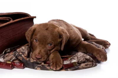 체서피크 베이 레트리버 사진