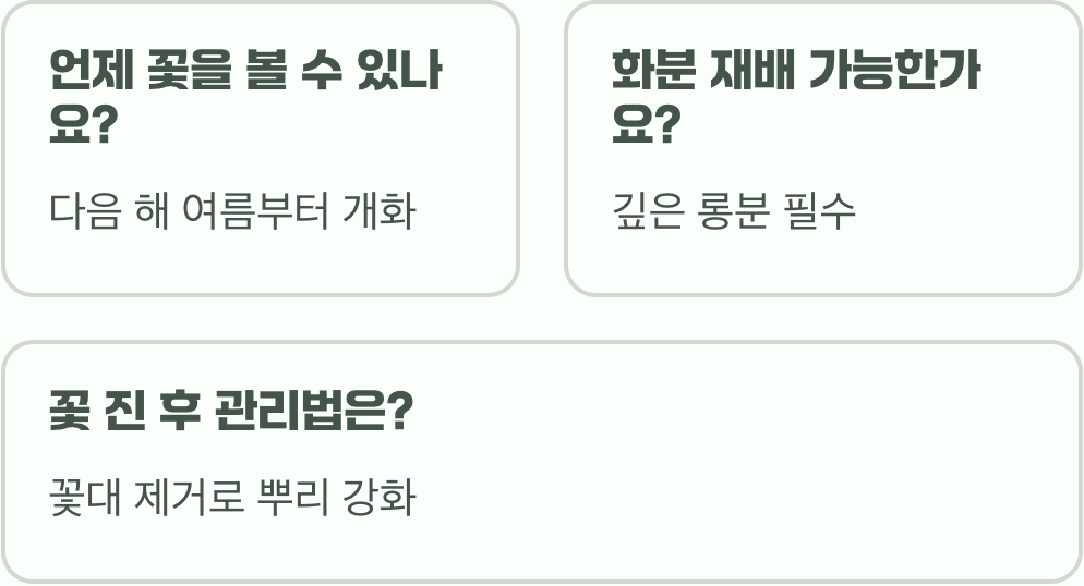 초보 정원사를 위한 도라지꽃 키우기&amp;#44; 씨앗 파종부터 월동까지 A to Z