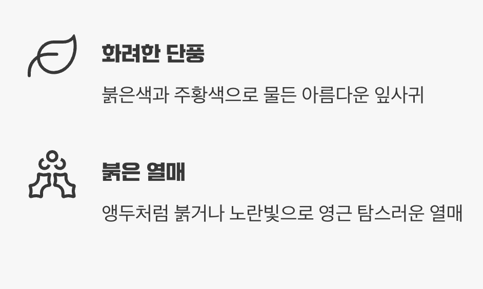 가을: 붉은 보석이 주렁주렁