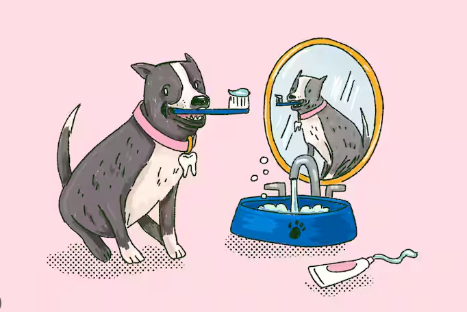 여름철 강아지 냄새 제거법 이미지