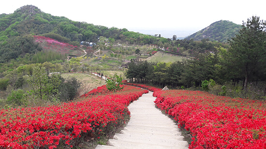 철쭉이 만개한 영인산 자연휴양림 전경