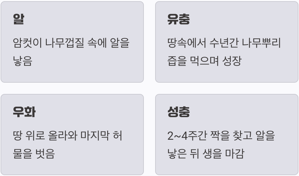 땅속에서의 긴 기다림&amp;#44; 그리고 짧은 비상