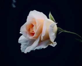 부고대상 표현 알아보기