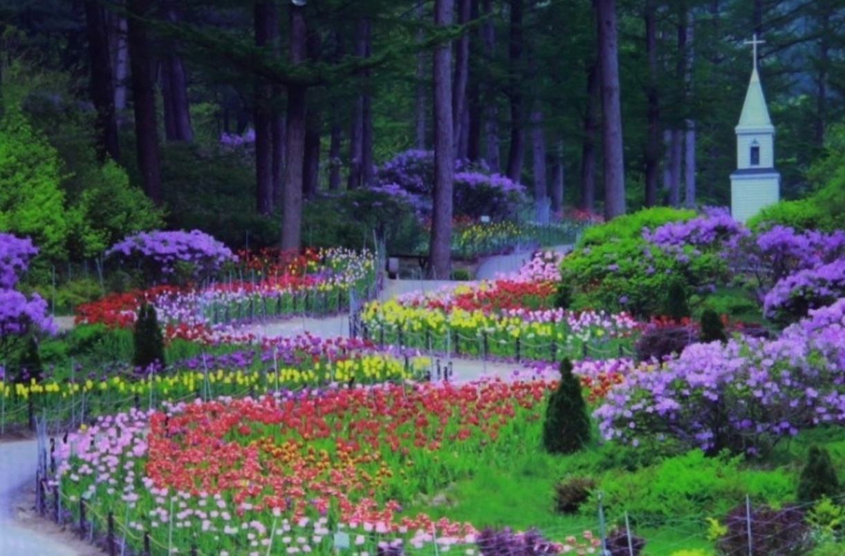 가평 아침고요 수목원 하늘길 이미지