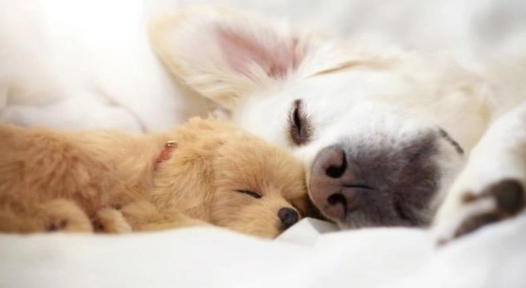 관포지교 - 피부색과 세대를 초월한 친구