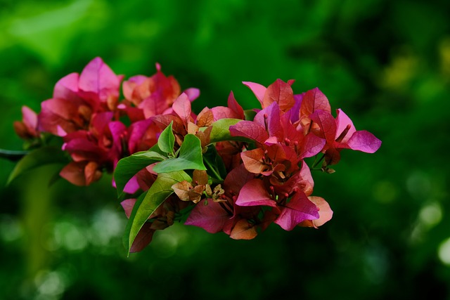 한림공원 부겐빌레아 축제