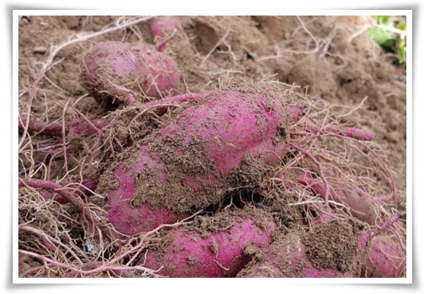 "9월, 고구마 수확 해야죠?" 고구마 수확의 황금 시기와 비밀 노하우!
