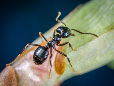 개미를 죽이는 꿈 해몽 꿈해석 의미 풀이
