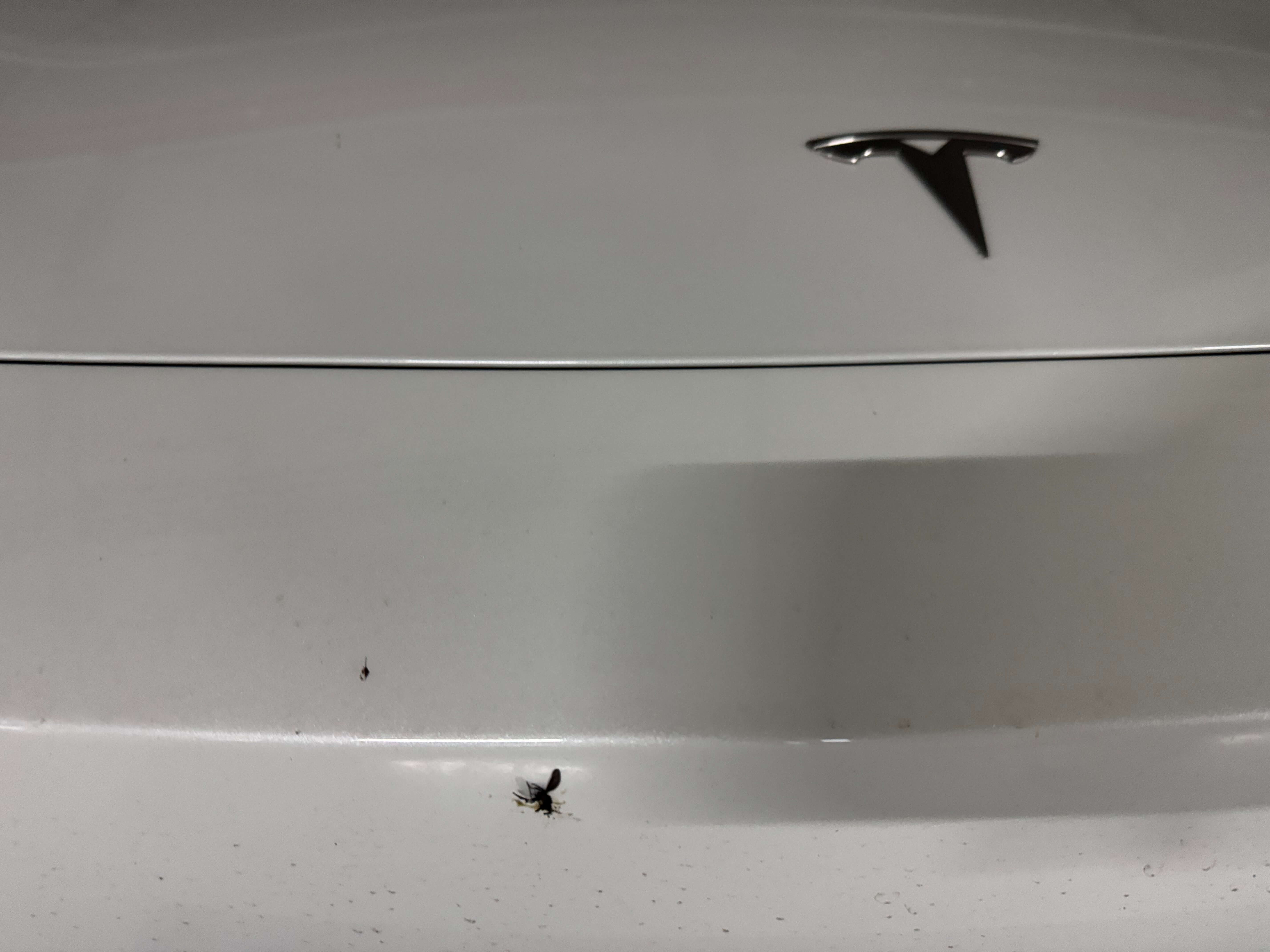 러브버그로 차량 범퍼 오염 