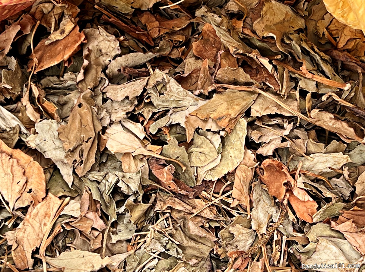 어성초 魚腥草 사진