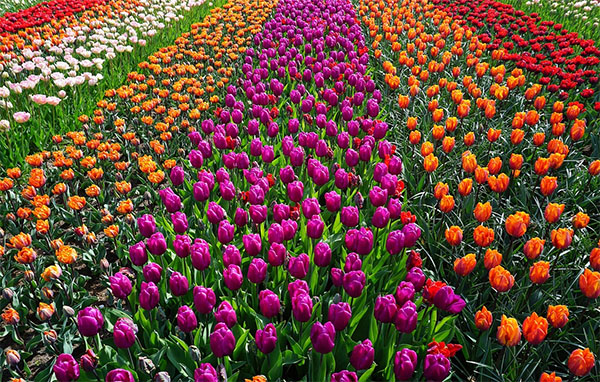 임자도 튤립축제