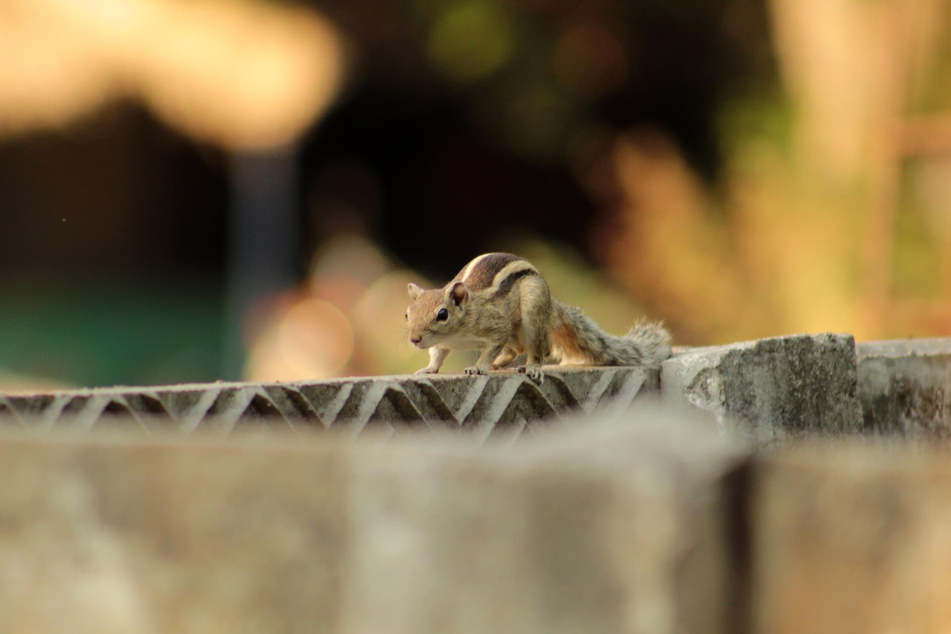 피그미 다람쥐 키우기|수명·분양·가격·먹이·케이지·냄새 총정리