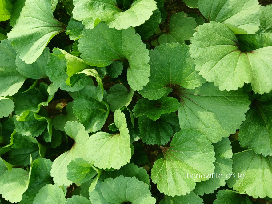 Dense green mallow leaves growing robustly with vivid vein patterns-진한 초록빛과 선명한 맥이 돋보이는 건강한 아욱 잎의 모습