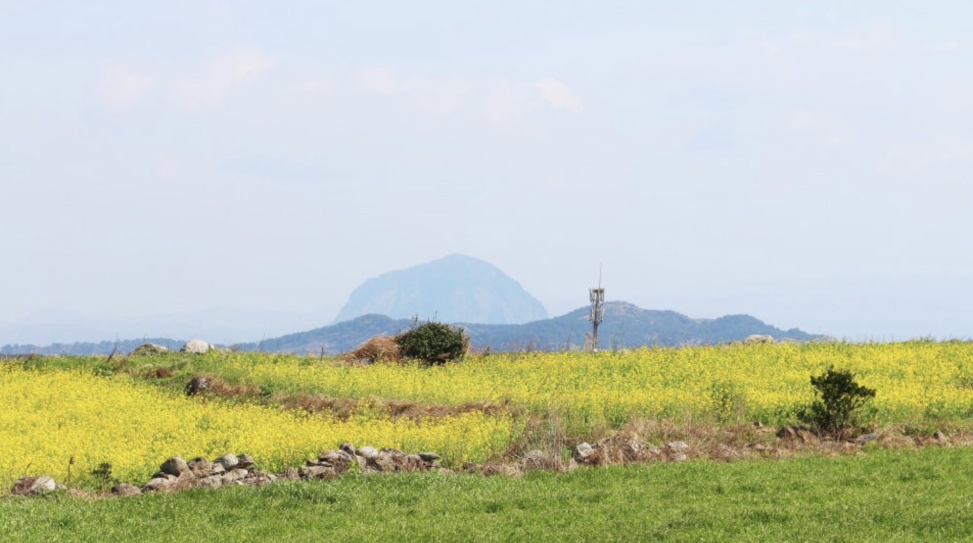 유채꽃과 청보리가 아름다운 가파도 여행