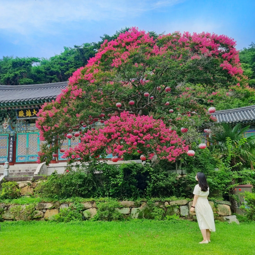 화순 만연사 배롱나무