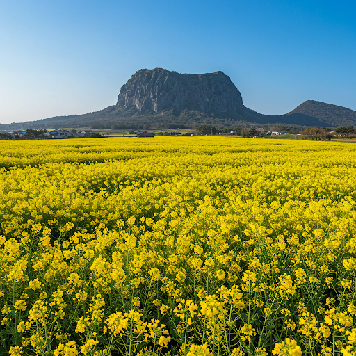 제주도 유채꽃