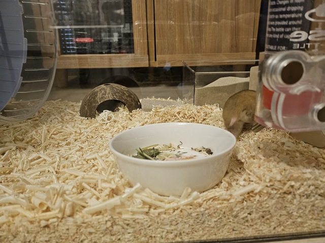 입양 첫날 골든햄스터 은시처에 숨는 사진