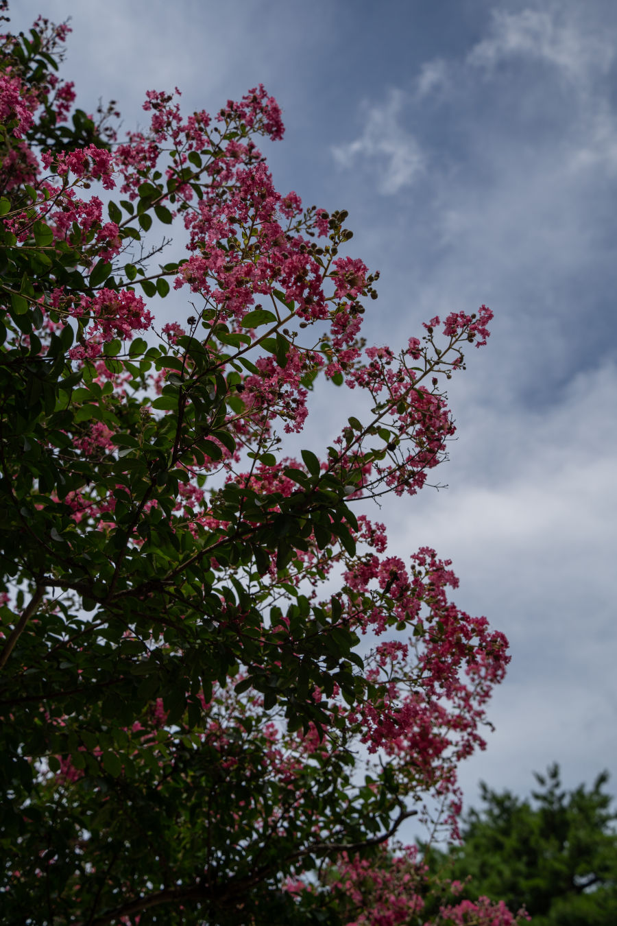 만석공원 배롱나무
