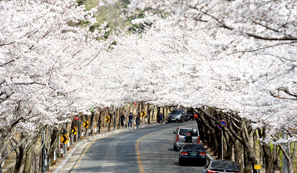 벚꽃 개화시기 2023