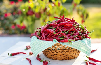 고추모종 심는 시기&amp;#44; 왜 이리들 궁금해할까 1