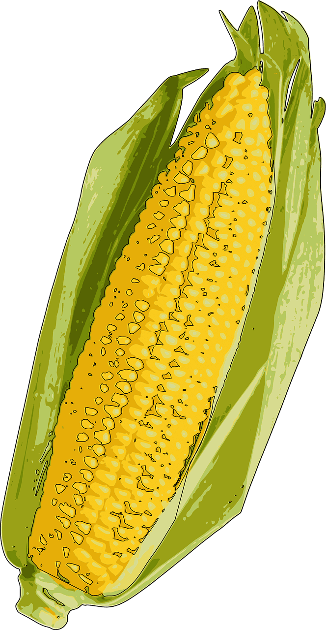 초당옥수수 삶는법 맛있게 찌는법 먹는법 보관방법