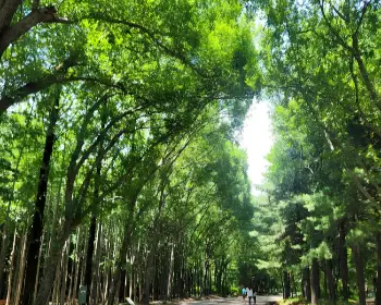서울숲 공원 주차장5