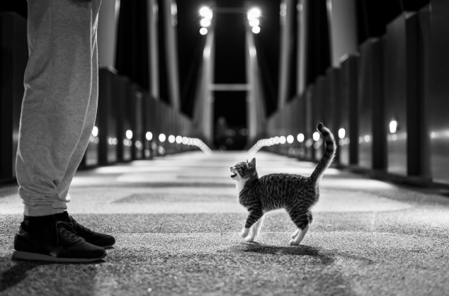 고양이의 행동 언어 해석하기