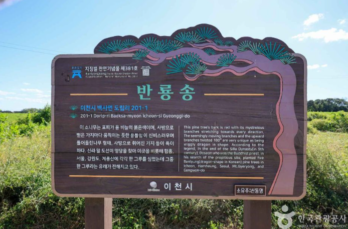 반룡송
