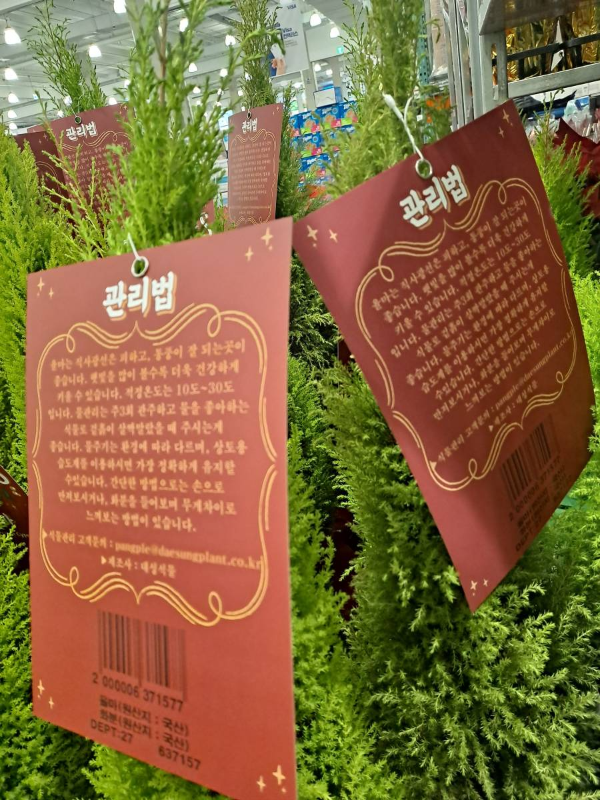 코스트코 율마 관리법