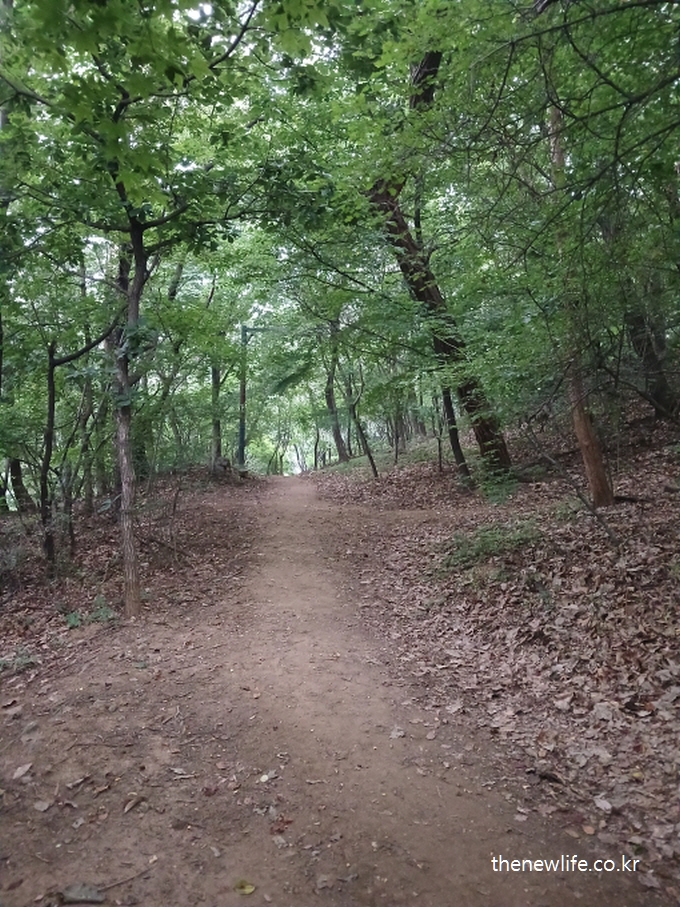 Natural dirt trail in a lush forest for mindful walking ❘ 울창한 숲속 흙길 산책로