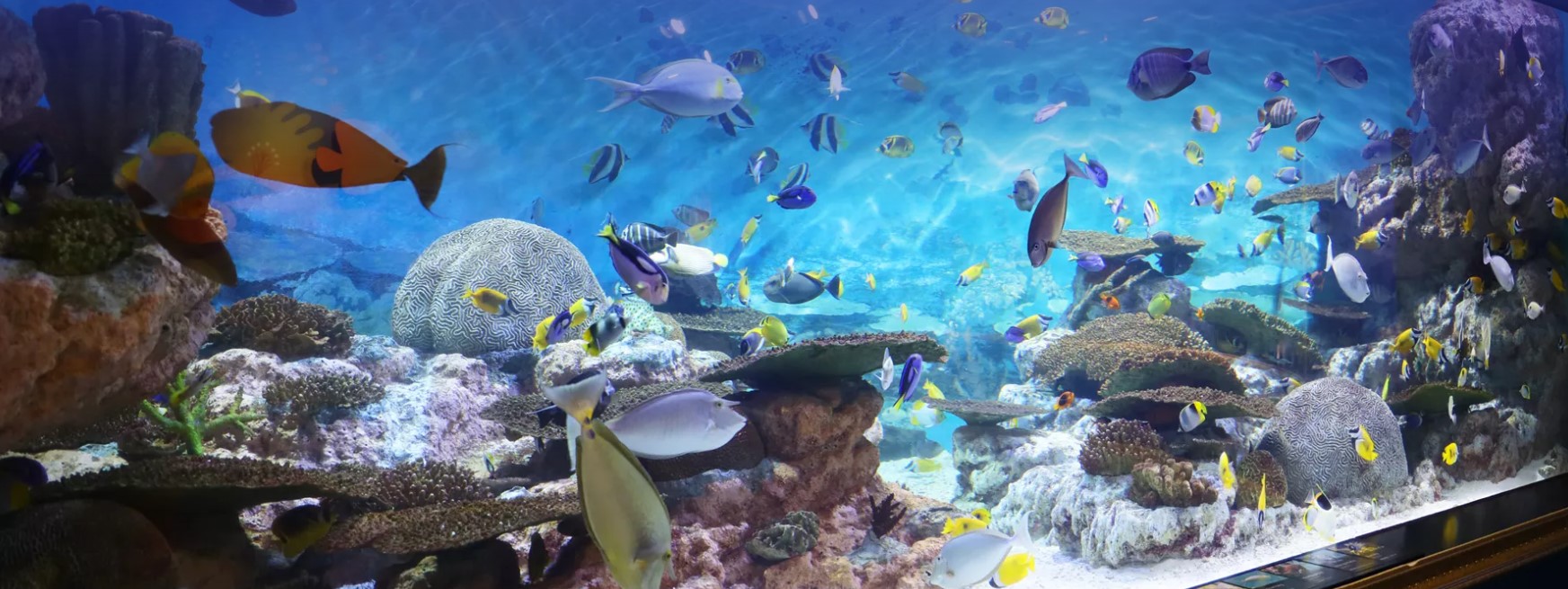 코엑스-아쿠아리움