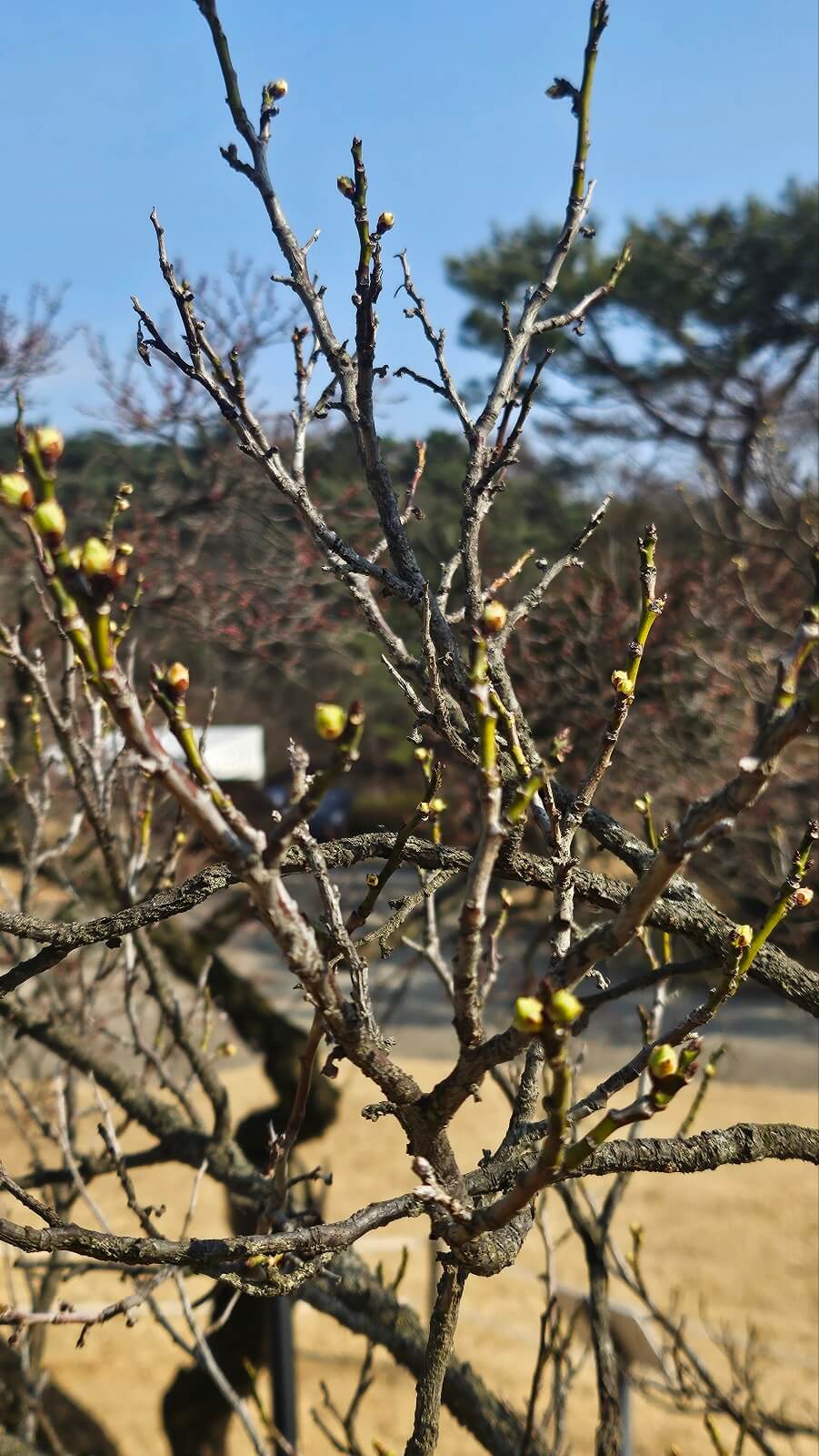 아산 현충사 홍매화 꽃구경