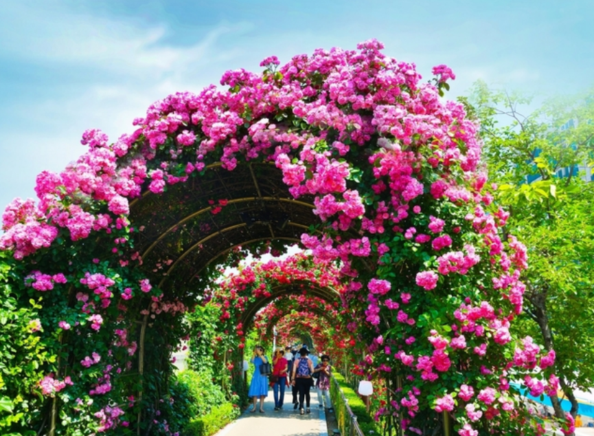 2024 중랑 장미축제 행사 일정